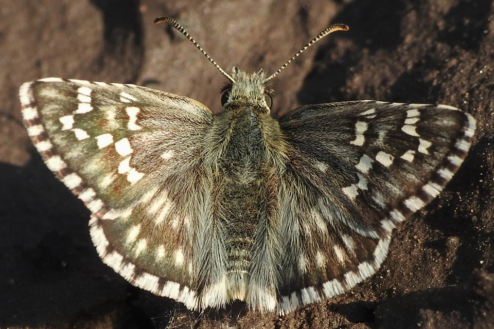 Pyrgus carthami - nagy busalepke