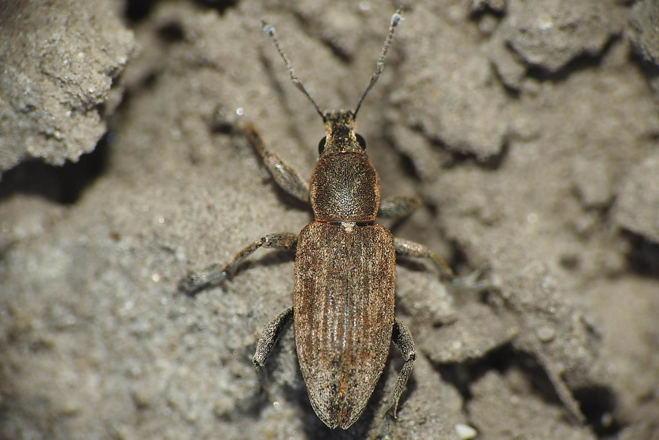 Tanymecus palliatus - közönséges hegyesfarúbarkó