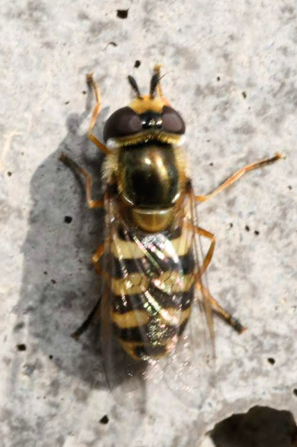Eupeodes