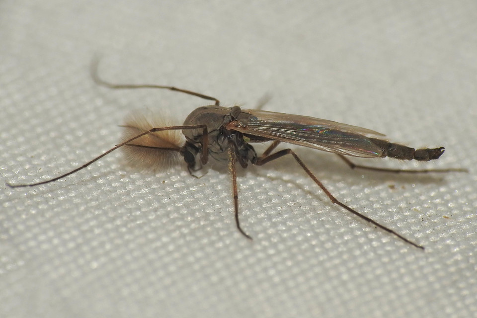 Chironomini