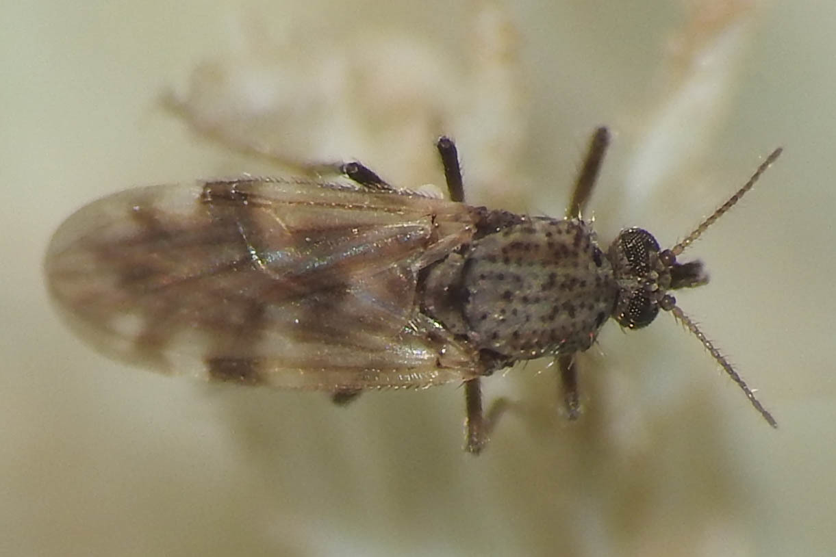Culicoides