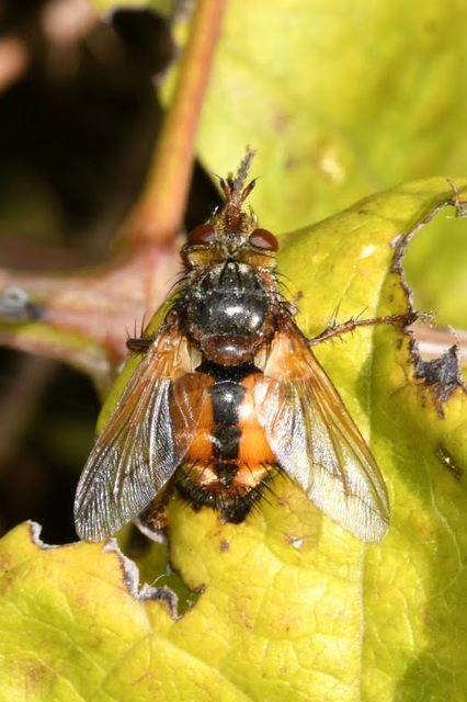 Tachina fera - közönséges fürkészlégy