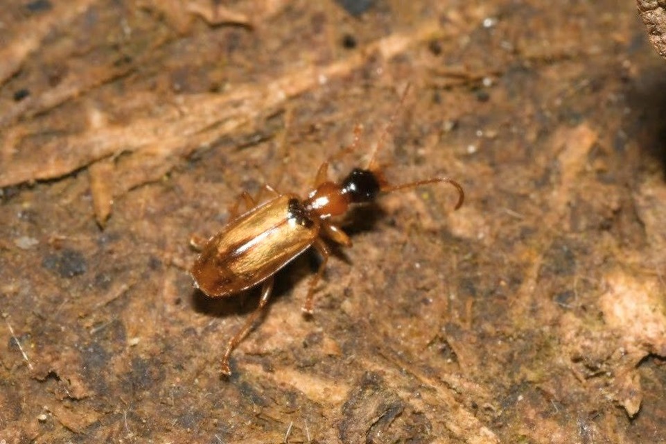 Demetrias atricapillus - buzogányfoltos nádfutó