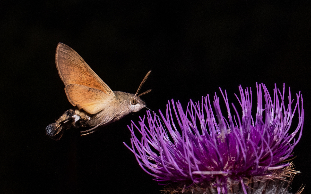 Macroglossum stellatarum - kacsafarkú szender