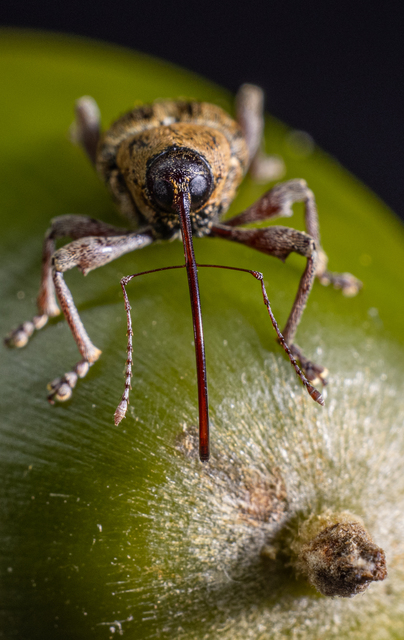 Curculio glandium - tölgymakkzsuzsóka
