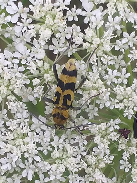 Chlorophorus varius - díszes darázscincér
