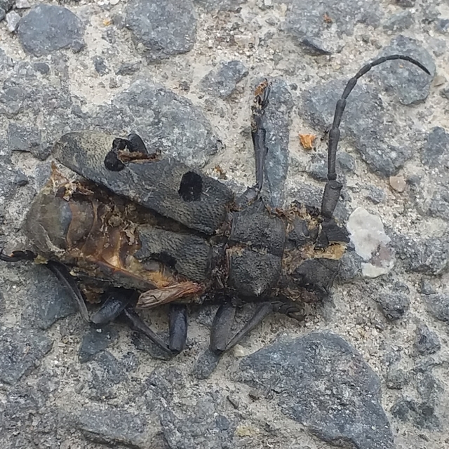 Morimus asper funereus - gyászcincér