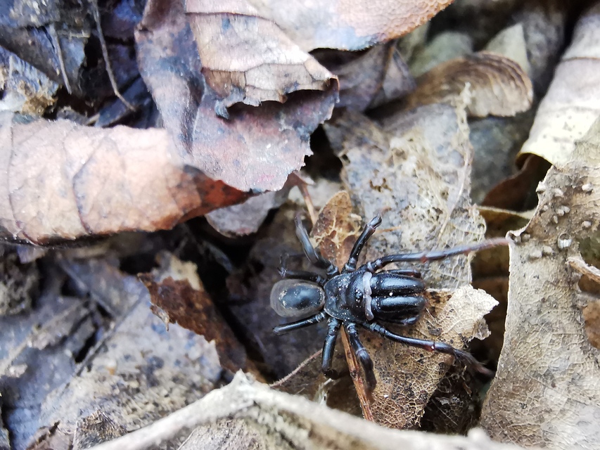 Atypus