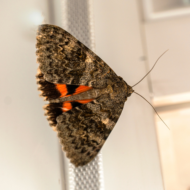 Catocala elocata - közönséges övesbagoly