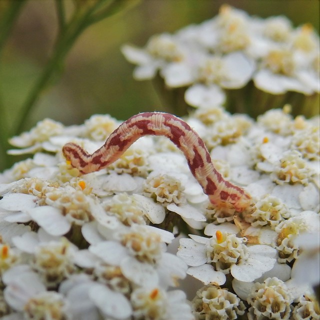 Eupithecia centaureata - búzavirág-törpearaszoló