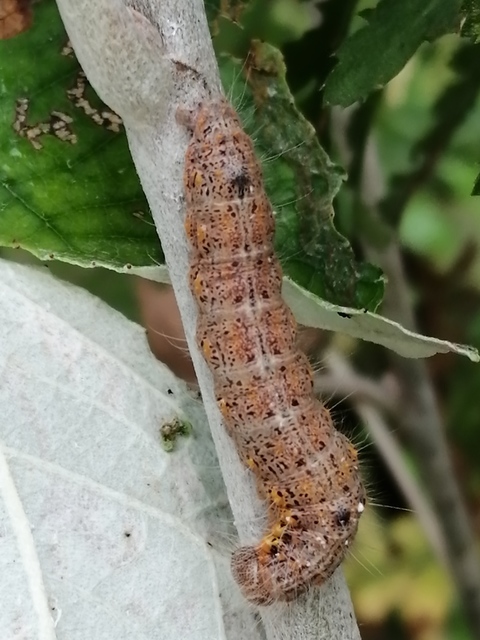 Clostera curtula - rövidszárnyú levélszövő