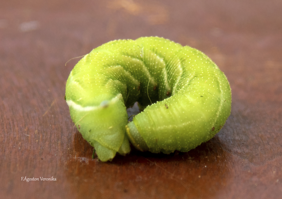 Smerinthus ocellatus - esti pávaszem