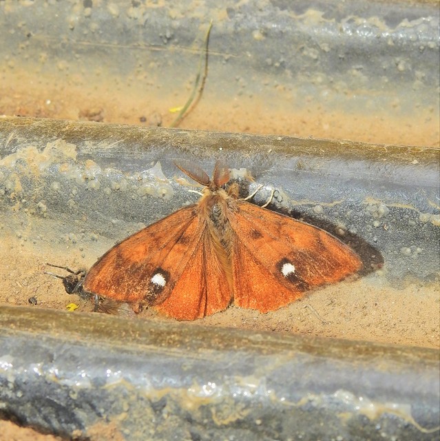 Orgyia antiqua - rozsdabarna kisszövő