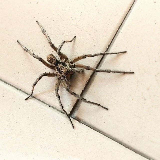 Geolycosa vultuosa - pokoli cselőpók