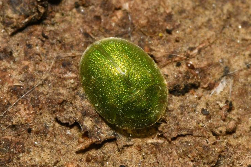 Cassida hemisphaerica - gömbölyded pajzsbogár Cassida hemisphaerica - gömbölyded pajzsbogár