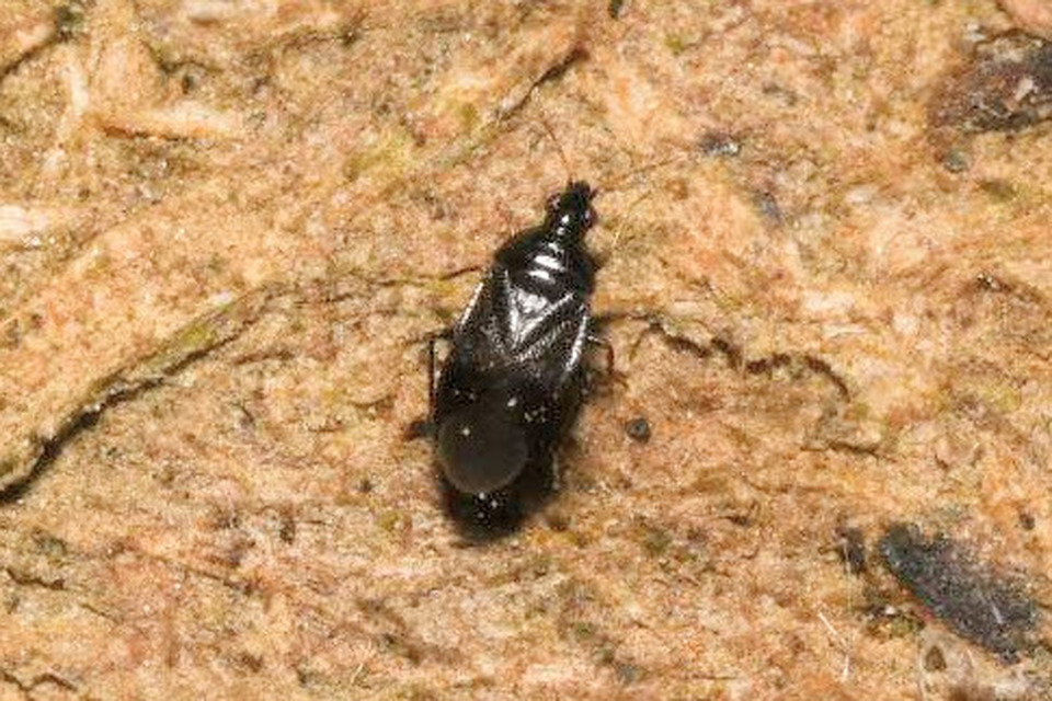 Anthocoridae - virágpoloskák Anthocoridae - virágpoloskák