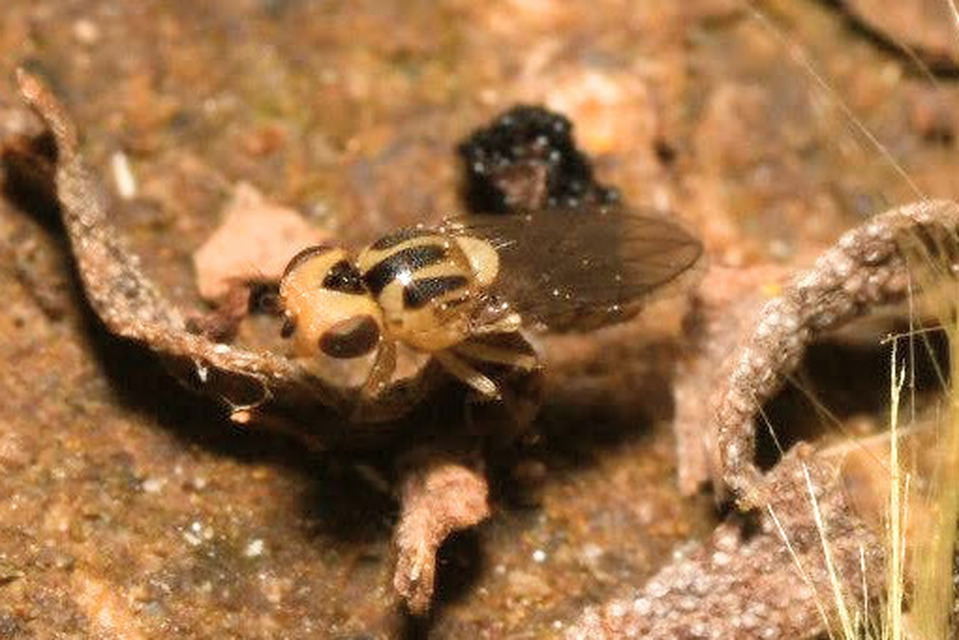 Chlorops
