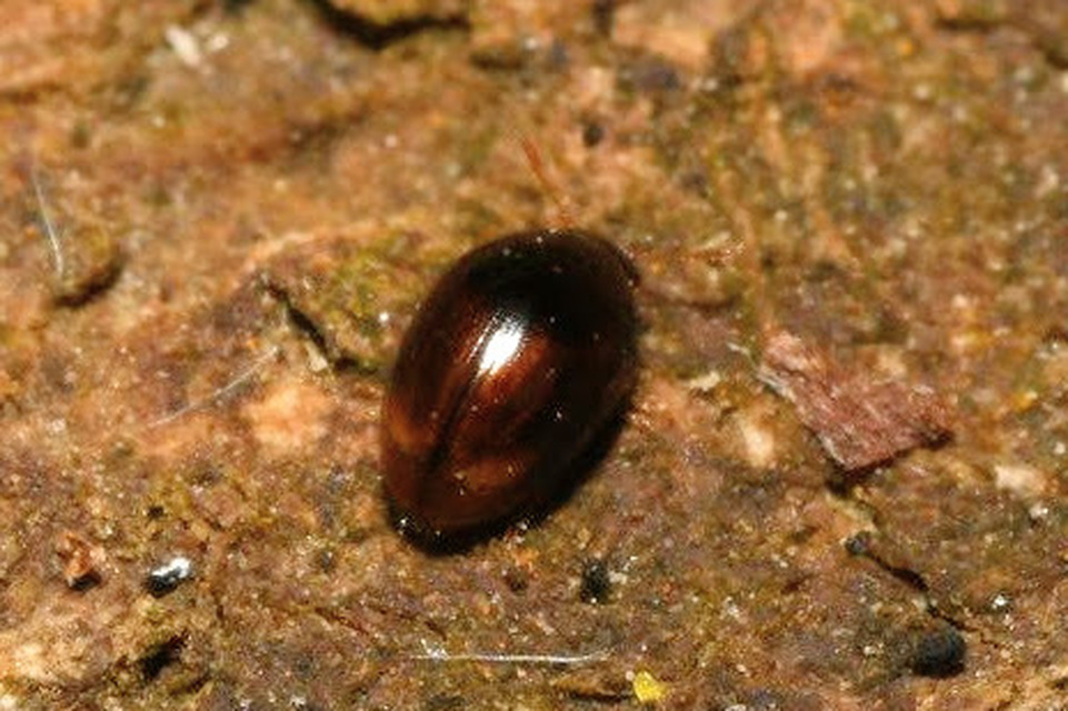 Phalacridae - kalászbogárfélék Phalacridae - kalászbogárfélék
