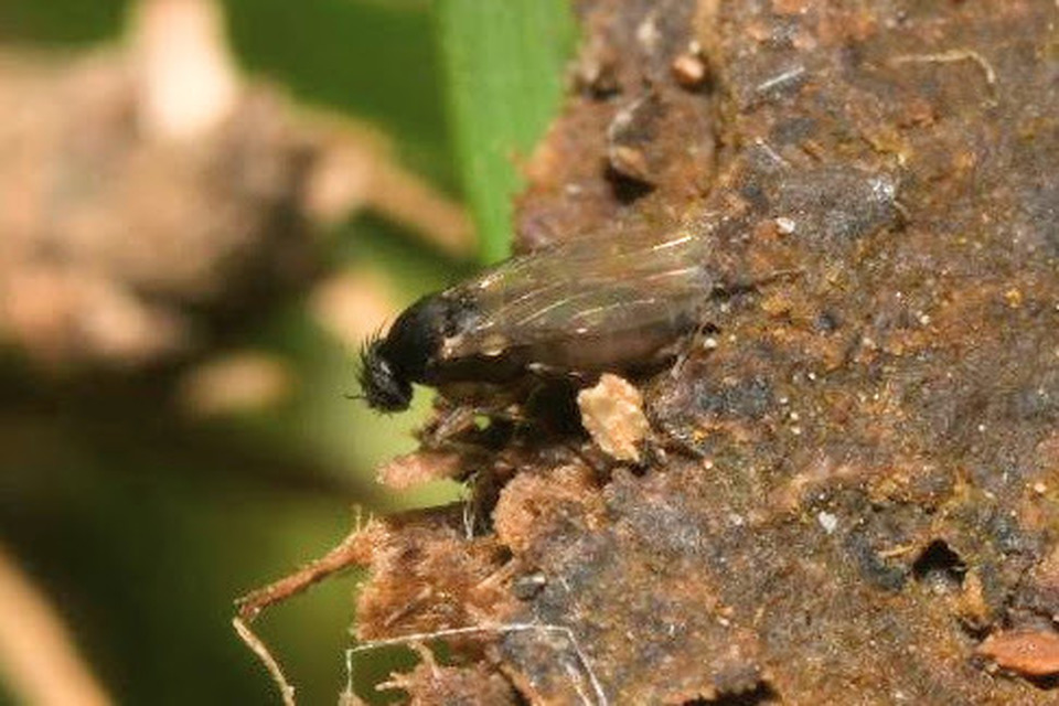 Diplonevra