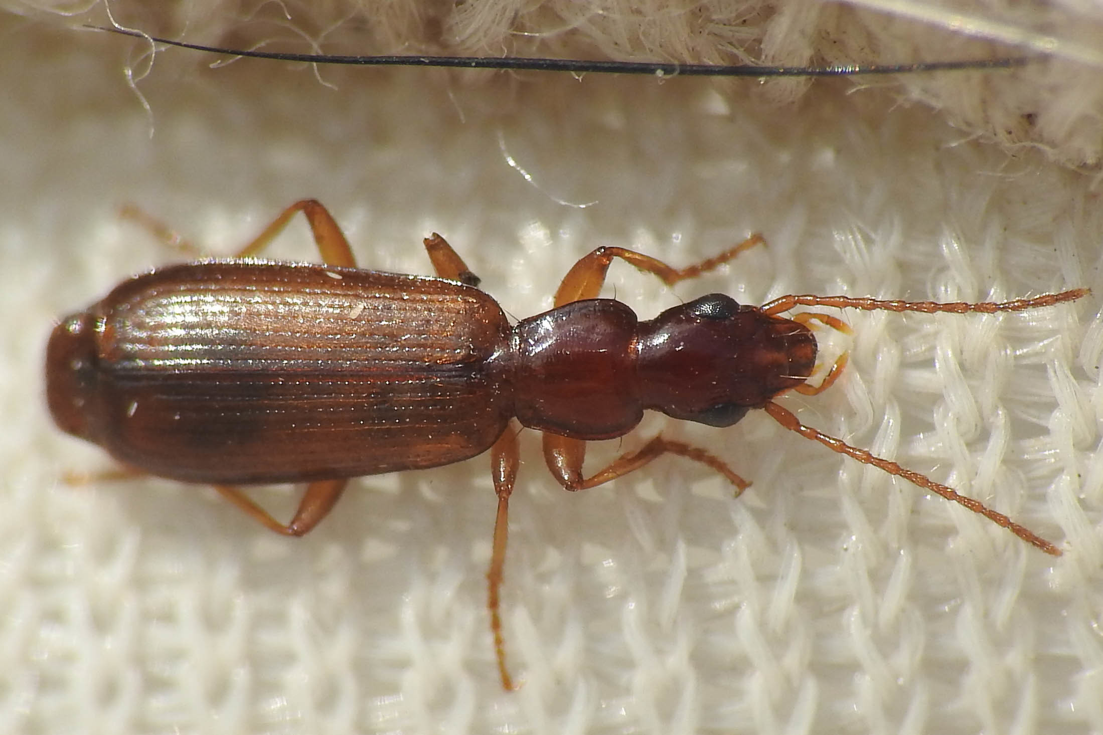 Paradromius linearis - karcsú kéregfutó