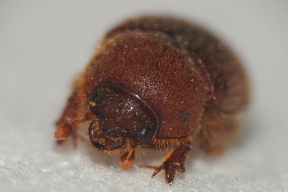Ochodaeus chrysomeloides - alkonyati homoktúróbogár Ochodaeus chrysomeloides - alkonyati homoktúróbogár