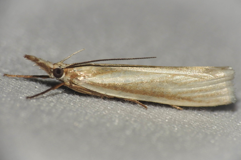 Crambus perlella - gyöngyházas fűgyökérmoly