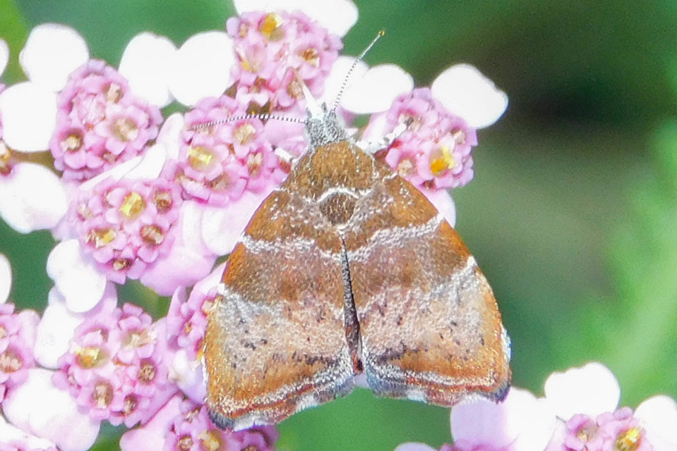 Choreutis nemorana - füge-levélmoly