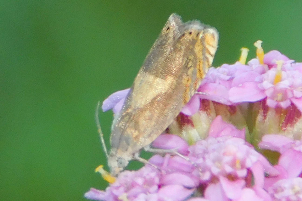 Dichrorampha