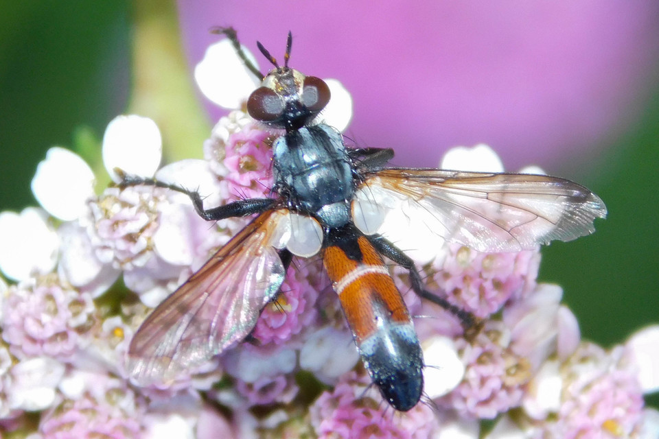 Cylindromyia intermedia