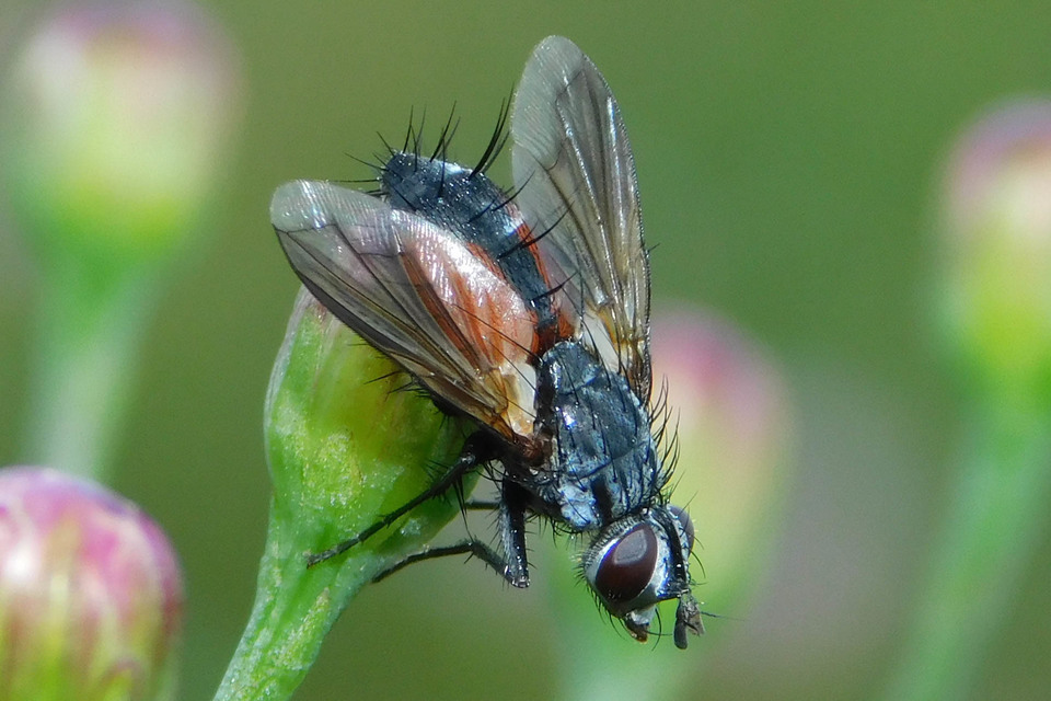 Eriothrix rufomaculatus
