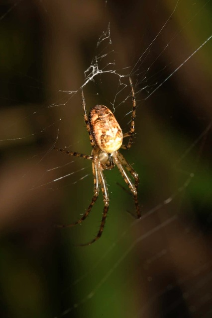 Metellina segmentata/mengei