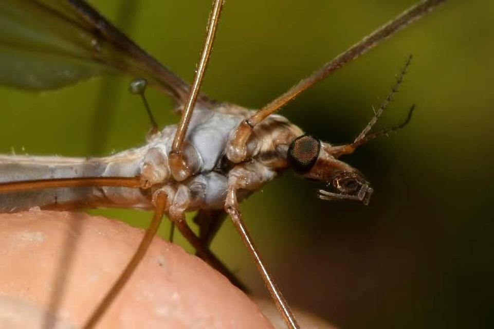 Tipula
