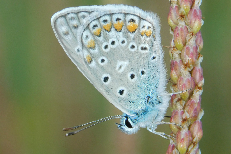 Polyommatus thersites - ibolyaszín boglárka