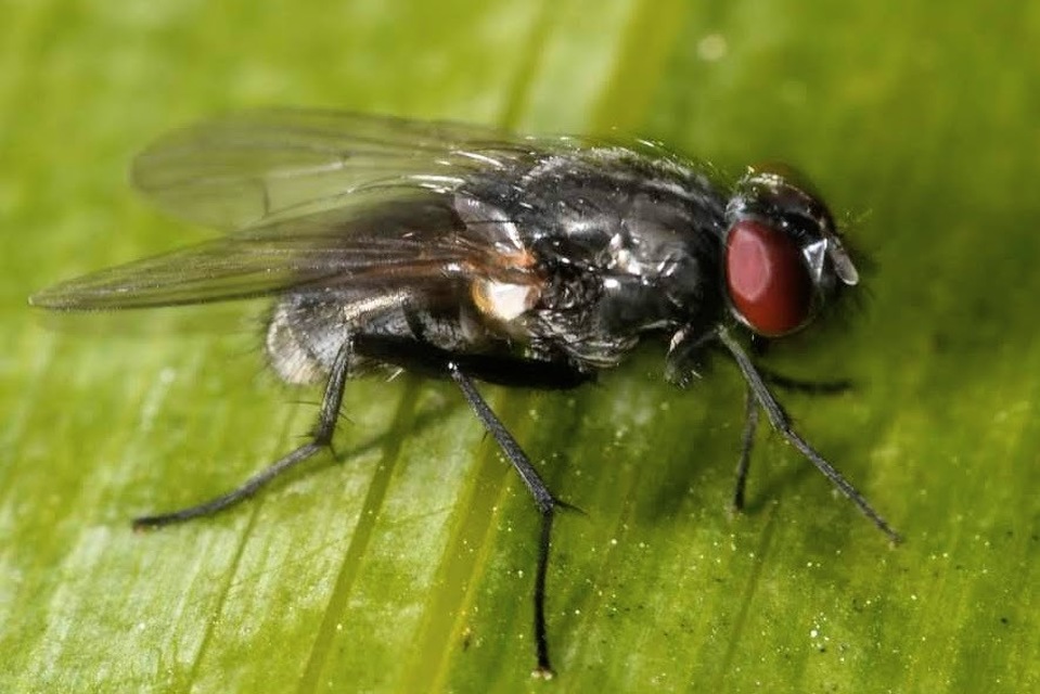 Hydrotaea