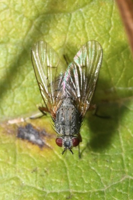 Helina