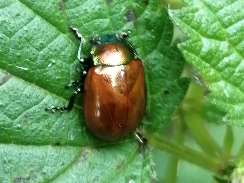 Chrysolina polita - réti mentalevelész