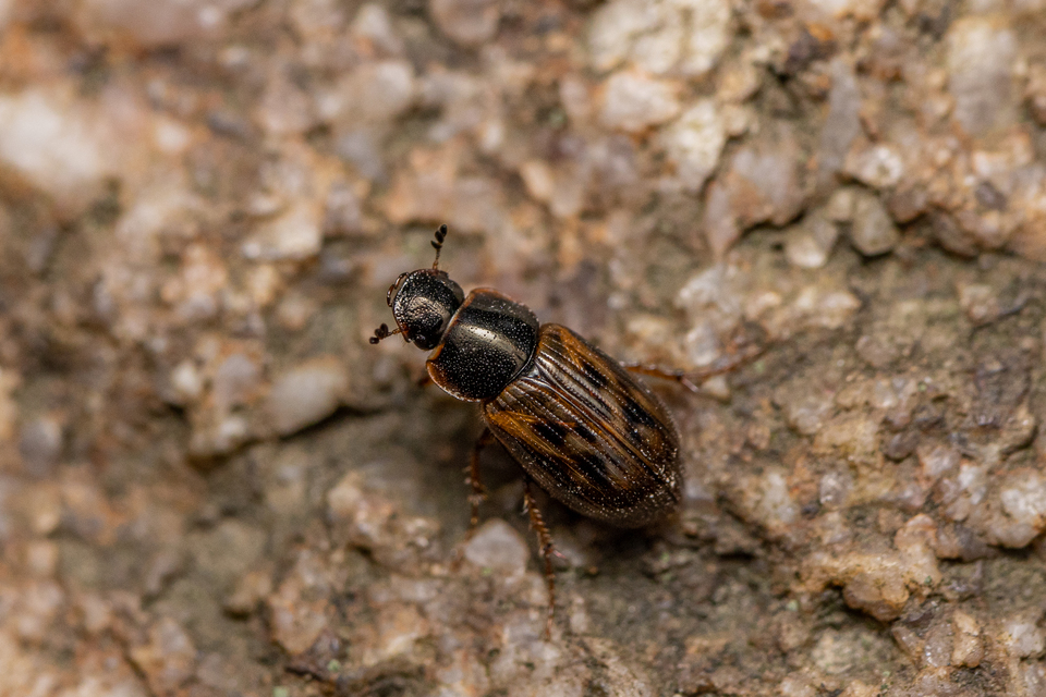 Aphodius obliteratus - sötétjegyű trágyabogár