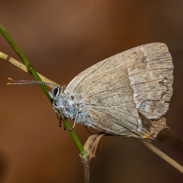 Neozephyrus quercus - tölgyfalepke
