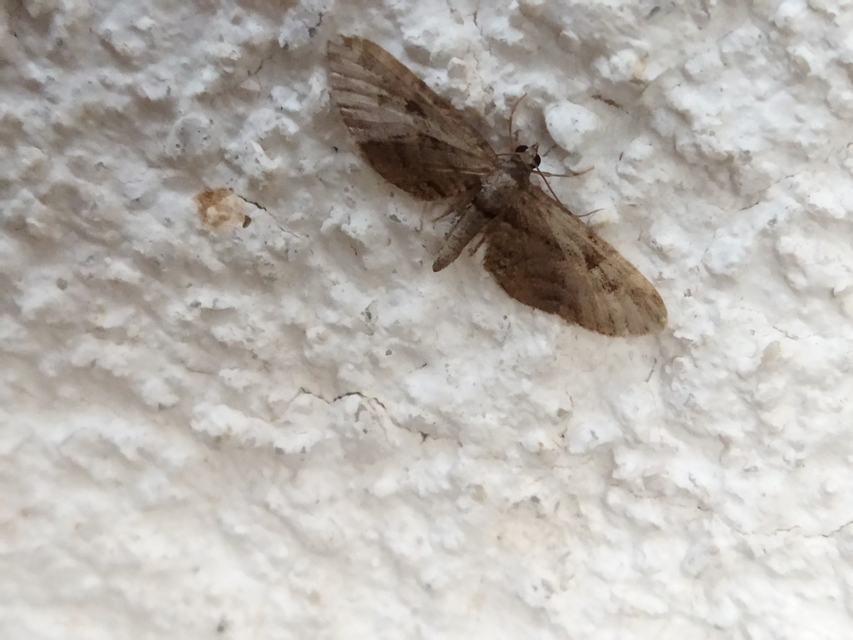 Eupithecia ericeata - feketefenyő-törpearaszoló
