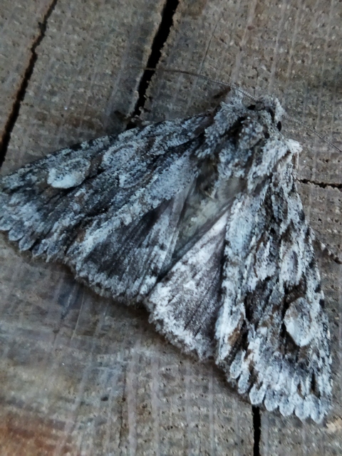 Meganephria bimaculosa - kétfoltos szilbagoly