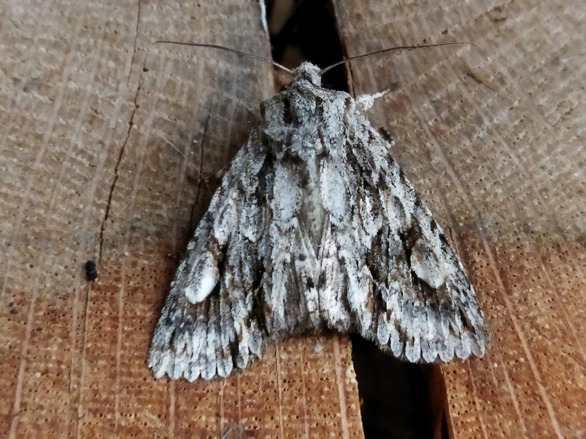 Meganephria bimaculosa - kétfoltos szilbagoly