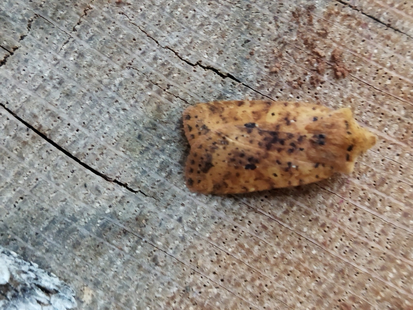 Conistra rubiginea - vörös őszibagoly
