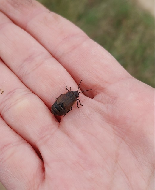Galeruca pomonae - barna olajosbogár