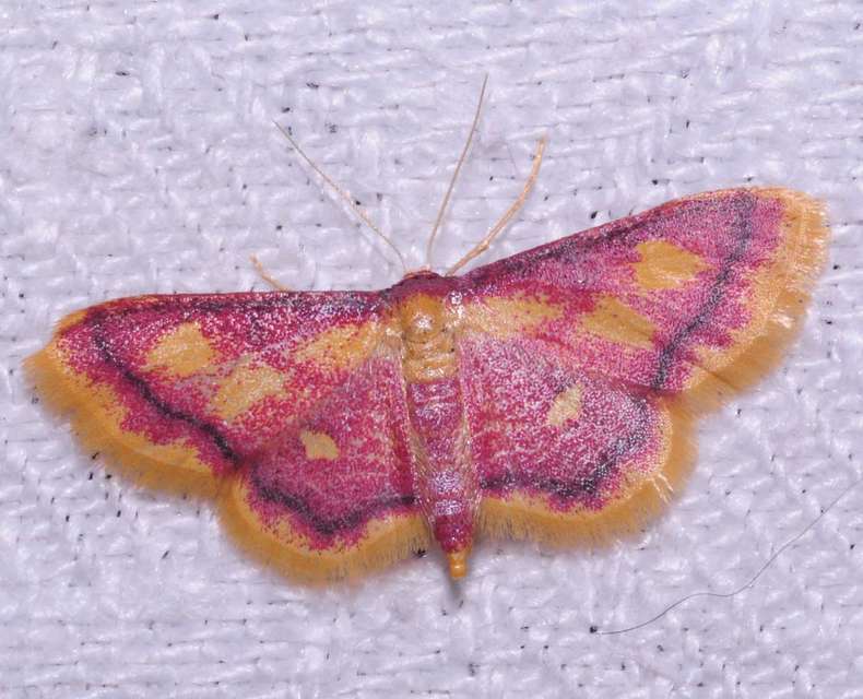 Idaea muricata - mocsári pirosaraszoló