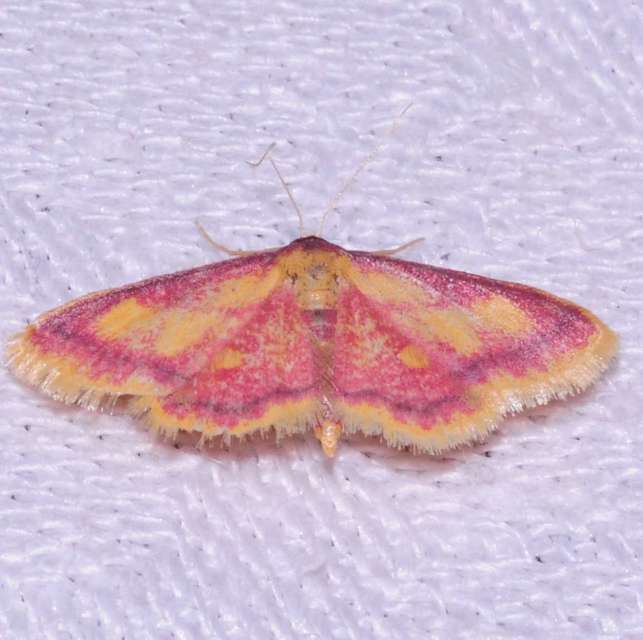 Idaea muricata - mocsári pirosaraszoló