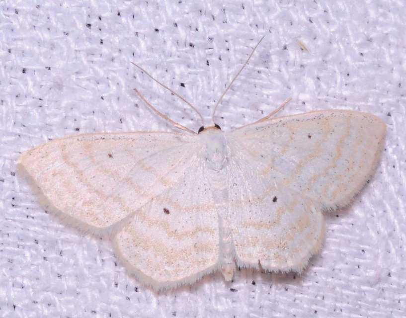 Scopula immutata - réti fehéraraszoló