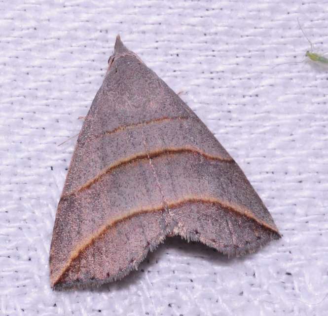 Colobochyla salicalis - háromsávos törpebagoly