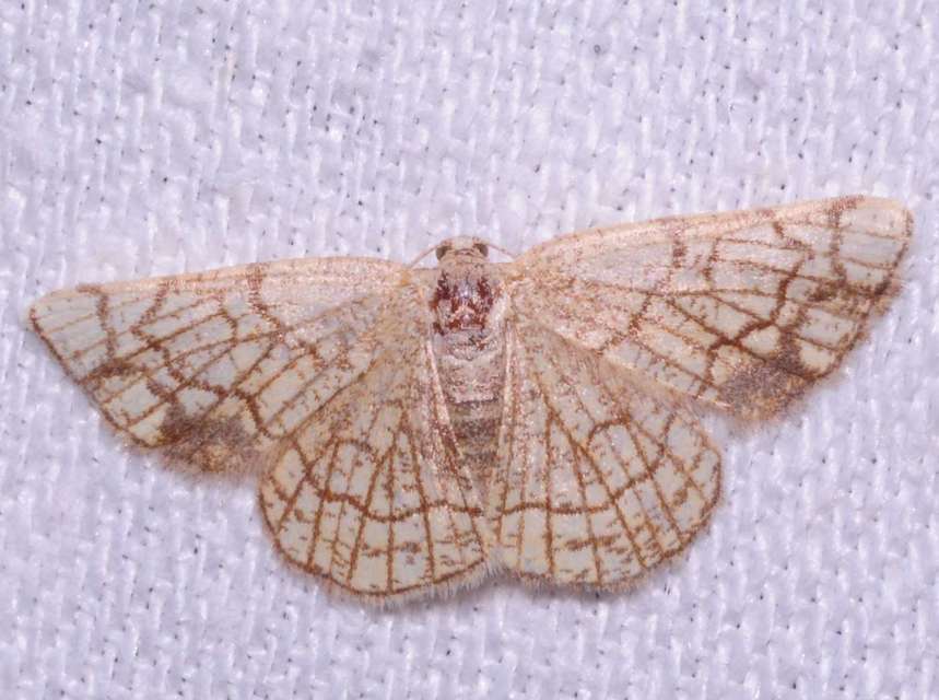 Stegania dilectaria - fehérnyár-araszoló