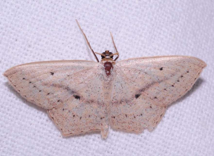 Scopula flaccidaria - alföldi sávosaraszoló