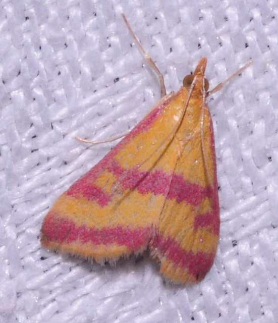 Pyrausta sanguinalis/virginalis
